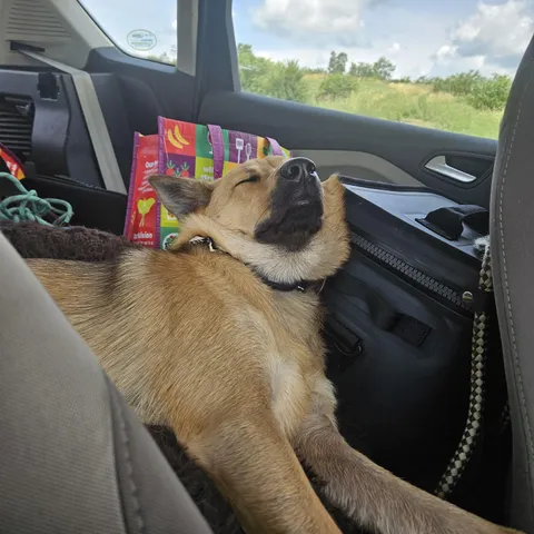 My sweet potato after 2 7 hour car rides in a day and seeing family