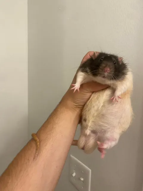 Accidentally ordered extra large 😂