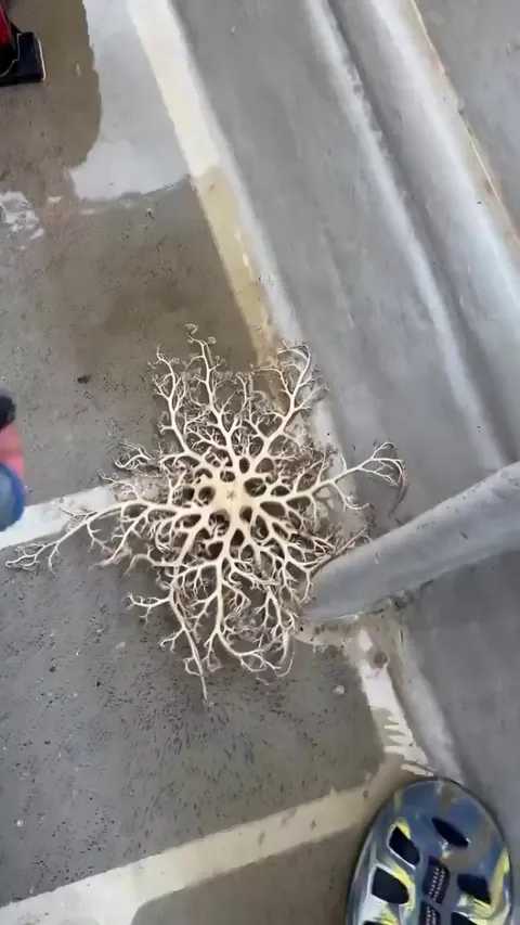 🔥A Basket Star, in the wild they may live up to 35 years. 