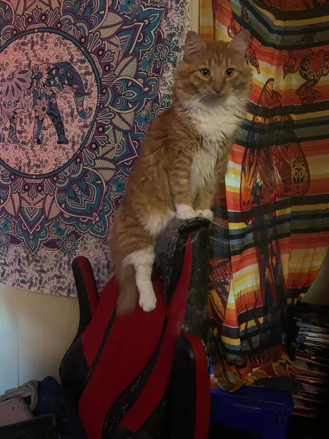 He crossed the rainbow bridge today. Give Peter all the love you can. He deserves it all.