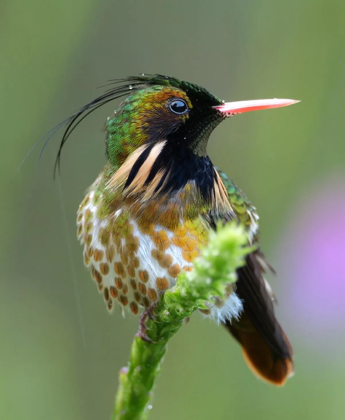 🔥 A male Black-crested Coquette hummingbird.