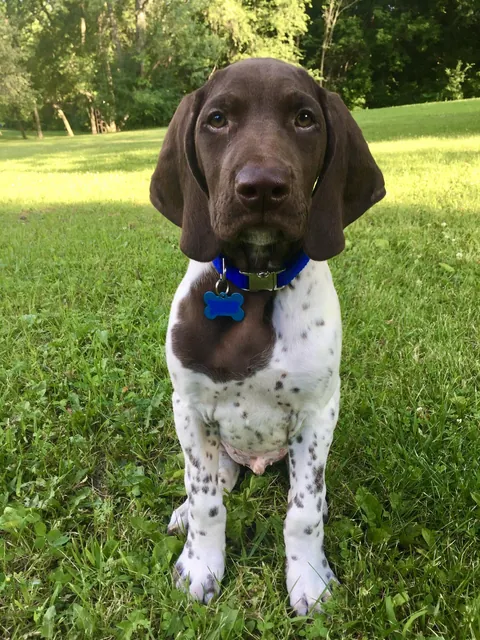 Even as a puppy, Ollie considered the outside to be very serious business