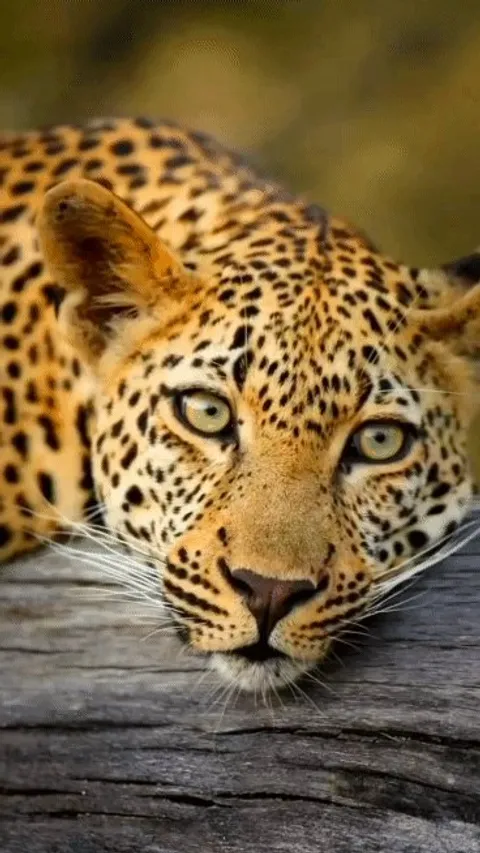 The Feline Beauty ❤️