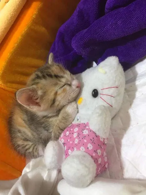 This little kitten loves Hello Kitty ! ☺️