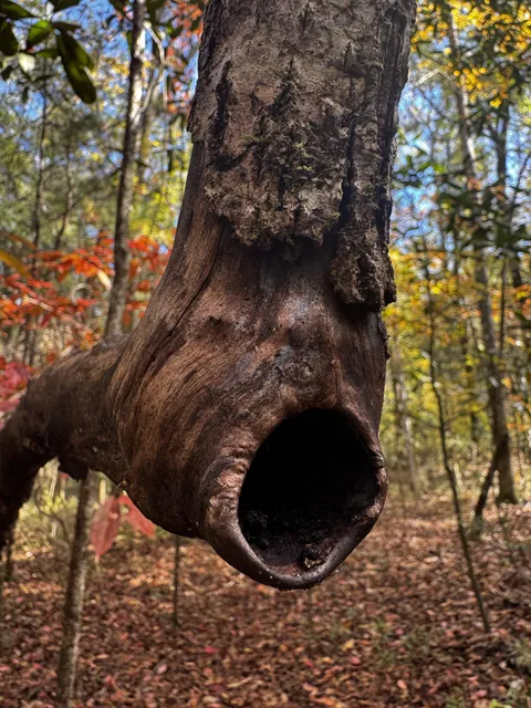 🔥Screaming tree