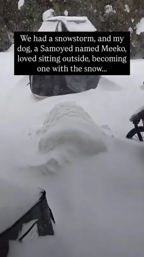 Dog blending with snow