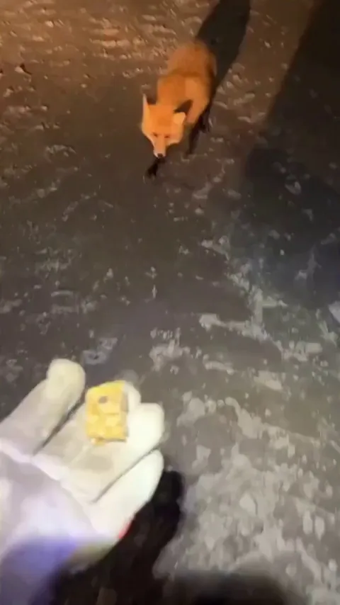 trying to feed this fox