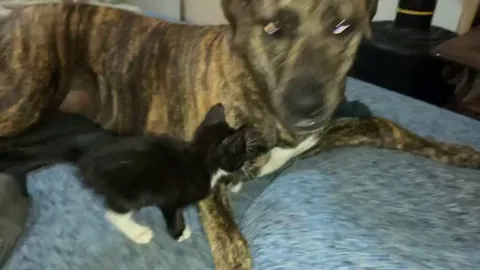 Found lil Pluie soaked in a rainstorm meowing for her life and Athena immediately loved her ☺️