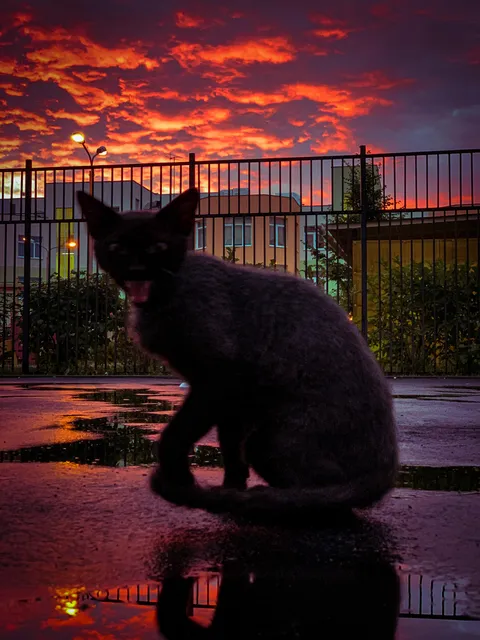The neighbor's cat ran up to me just in time as I was taking a picture of the sunset