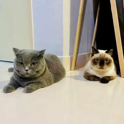 Got my cat a cat, and now they’re quietly plotting my downfall.
