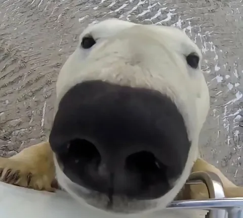 🔥 Bear Selfies 🔥