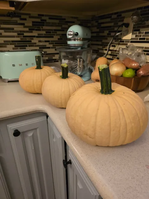 A squirell pooped pumpkin seeds on the side of my yard last fall, and I got a surprise pumpkin patch this year. Didn't even water them until late august when the rain stopped. Best zero effort pumpkin-surprise ever.