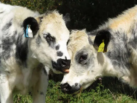 [OC] My 2 girls, Custard and Cream, hanging out today!
