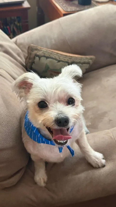 My New Girl Lucy Before and After Grooming