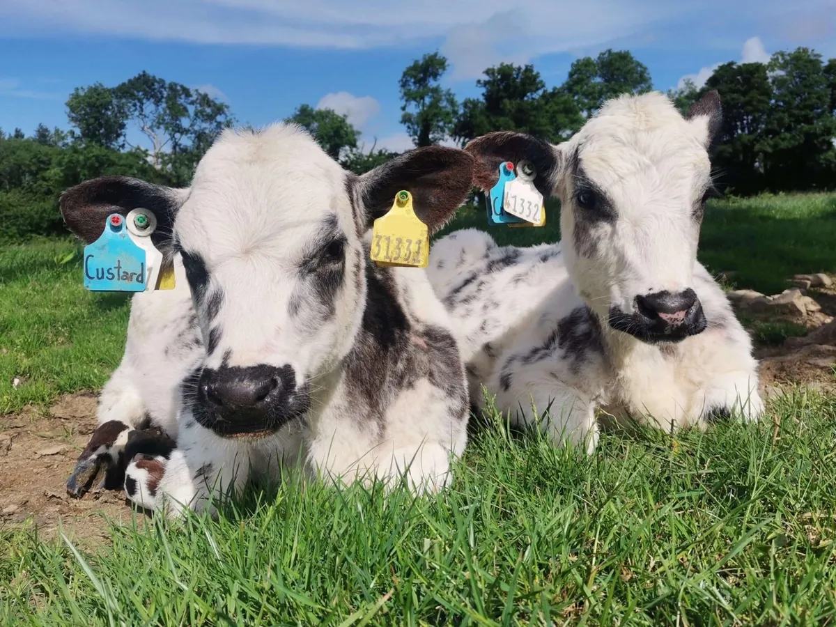 Here are a bunch of pictures of Custard and Cream hanging out with each other! These girls are always together.