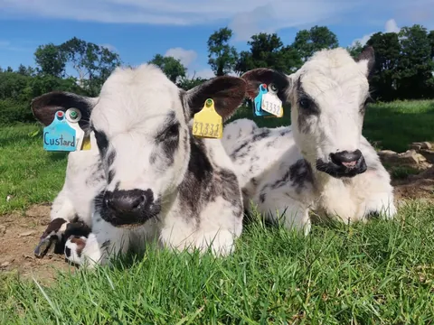 Here are a bunch of pictures of Custard and Cream hanging out with each other! These girls are always together.