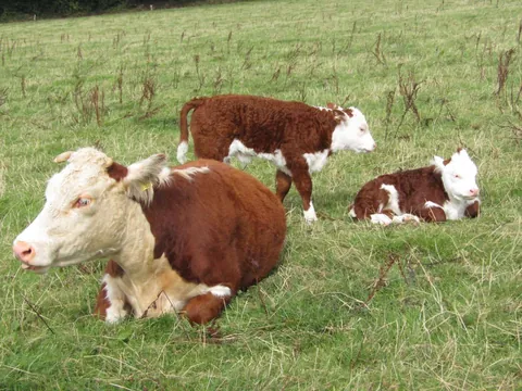 Some photos of Doug and Dean from the past few days. They’re never far apart.