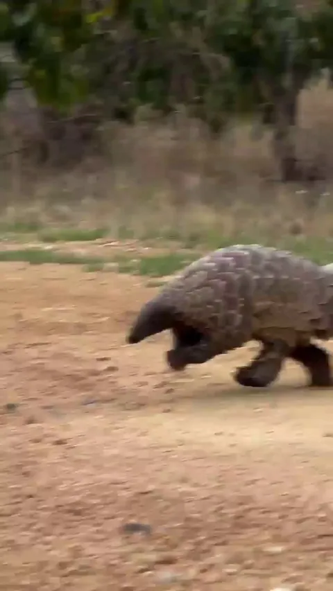 🔥 Ground pangolin in a rush to get to its favourite snack spot