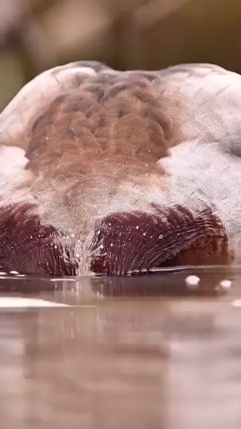 Waterproof Feathers on a Duck’s Head