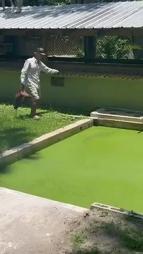 Saltwater Crocodile Feeding