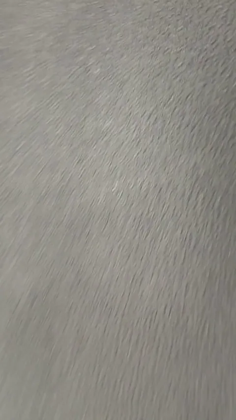 2 Huskies and a Bernadoodle walk into a salon... (Stop me if you have heard this one) Lol