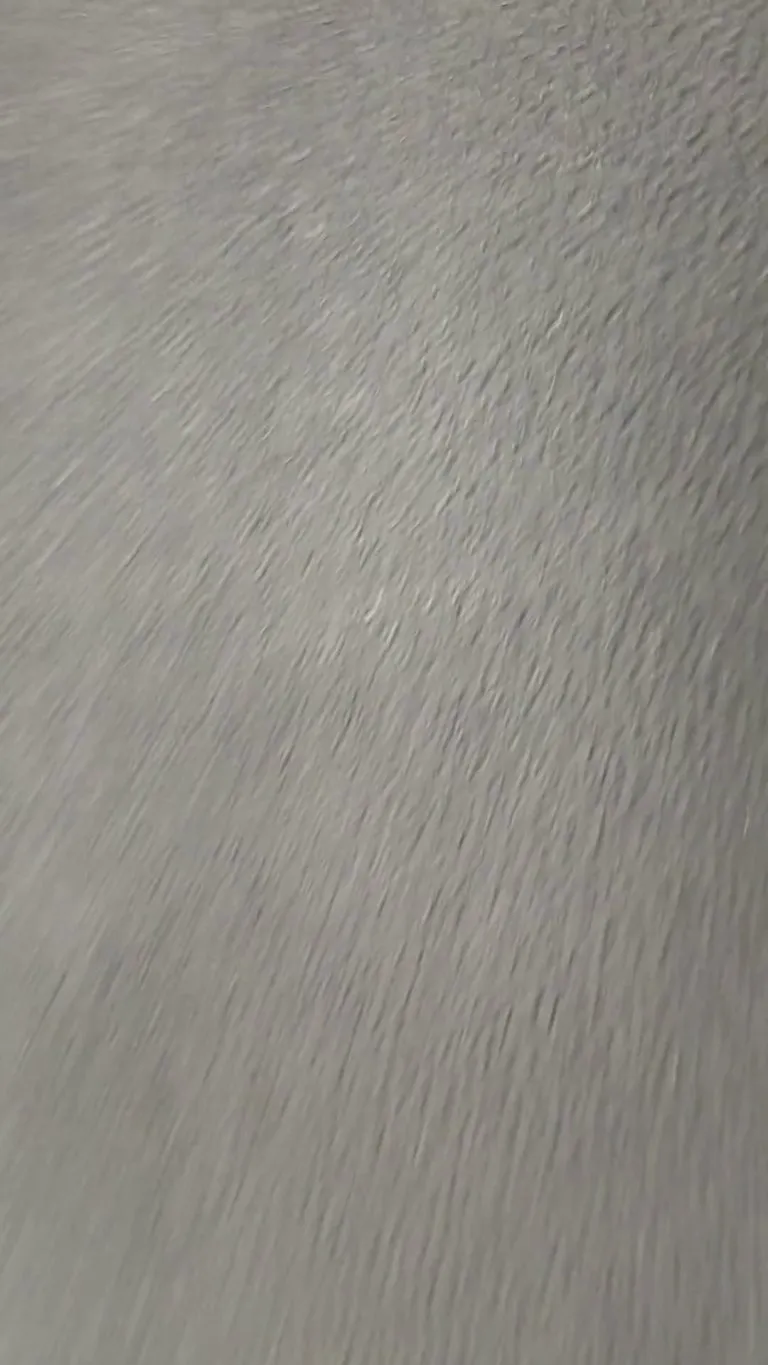 2 Huskies and a Bernadoodle walk into a salon... (Stop me if you have heard this one) Lol