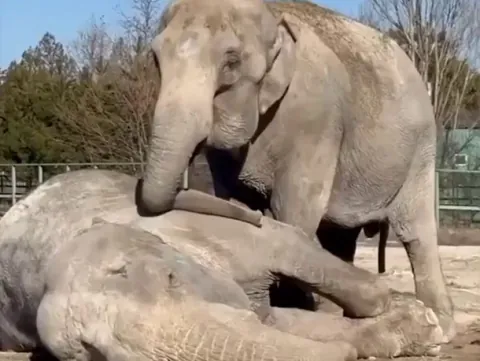 Elephant mourns death of her companion of 25 years, refuses to leave her side!
