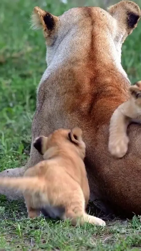 Mom is the battlefield