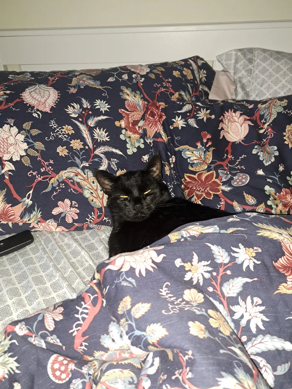 Five years ago today I happened to be on the "free" section of Craigslist and came across a cat that was attacking toddlers. I knew right then and there that she had to be mine. Happy "Gotcha Day, " Pretty 🐈‍⬛❤️