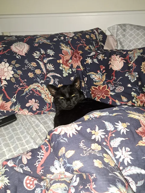 Five years ago today I happened to be on the "free" section of Craigslist and came across a cat that was attacking toddlers. I knew right then and there that she had to be mine. Happy "Gotcha Day, " Pretty 🐈‍⬛❤️