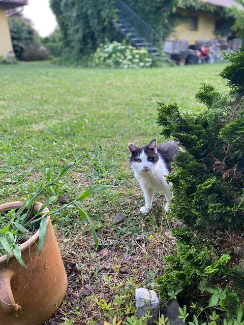 My cat just died. She was 20 but I’m still devastated.