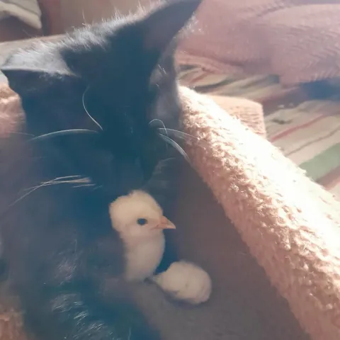 My kitty steals chick's from my neighbours