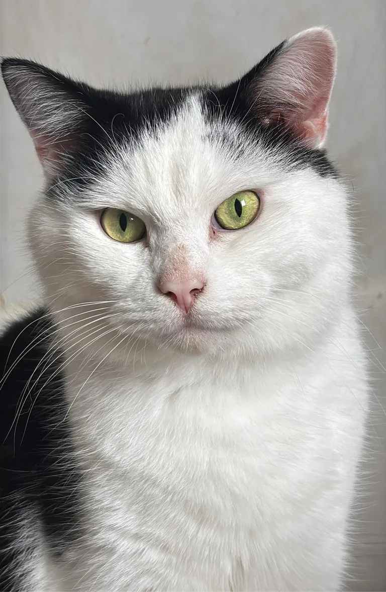 I took a photo of my cat and it turned out like a LinkedIn profile pic