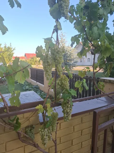 My pumpkin collection and a little vineyard