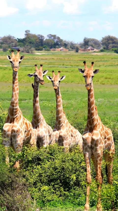 December in Botswana