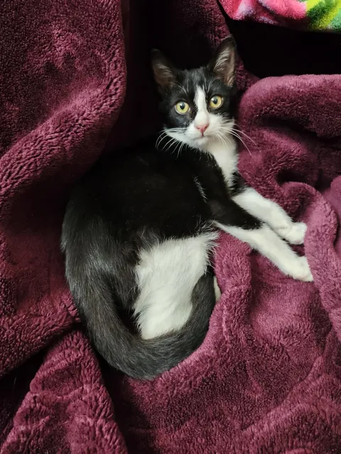 Someone called my kitty ugly and I feel sad