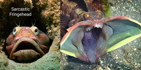 A compilation of animals whose mouths are absolutely terrifying on the inside
