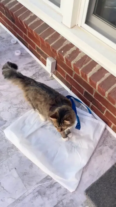 Cats introduced to new house, clearly love the sun room