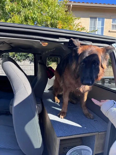 Update: as requested - the dog to complete the DIY truck box 