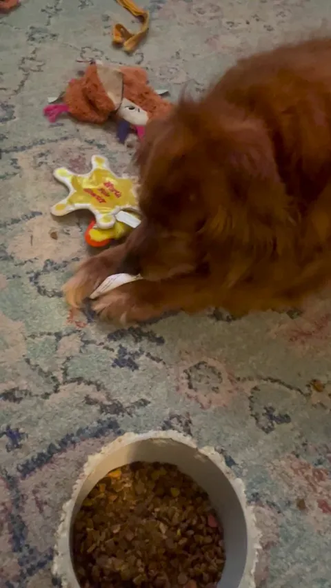 My mom’s senior rescue playing with her first toy EVER!!!!!!