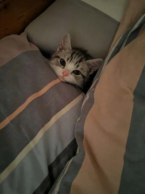 My kitten peeking out like a tiny baby under the covers