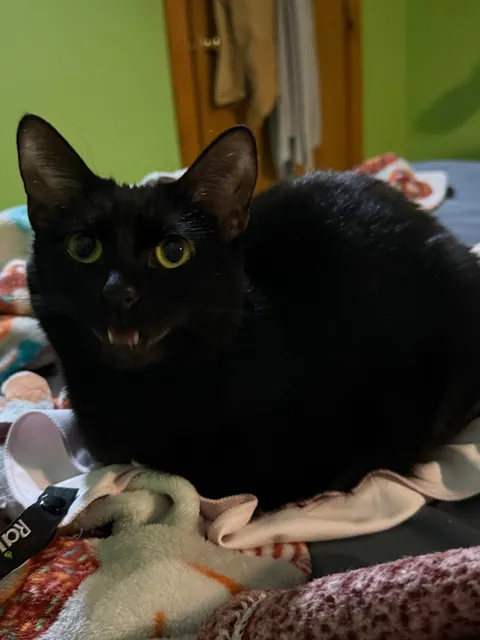 Finally adopting a cat after my 14 year old baby passed in November