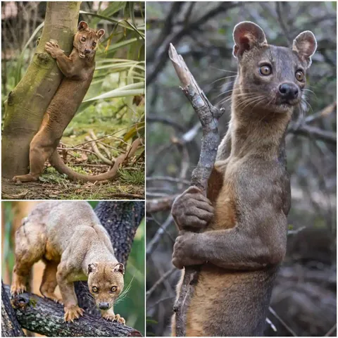 The fossa is Madagascar's top predator. It is the only animal that hunts the island's lemurs, able to move swiftly through the trees. Unlike most animals, it isn't active at a set time, making it cathemeral - it wakes and sleeps whenever it feels like it.