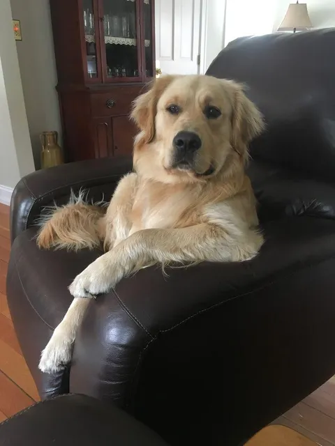 My dog thinks he's a human. He literally sits this every single day.