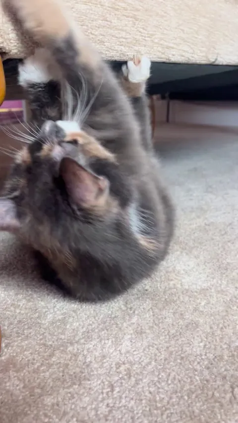 I adopted a 14 year old cat..