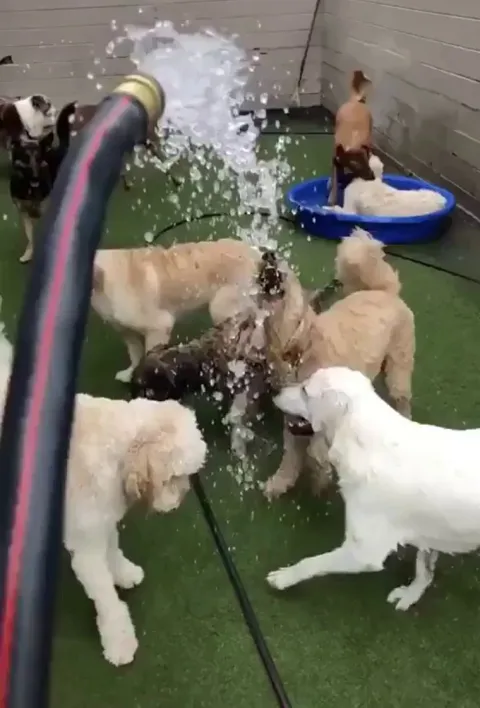 Here we have two types of dogs