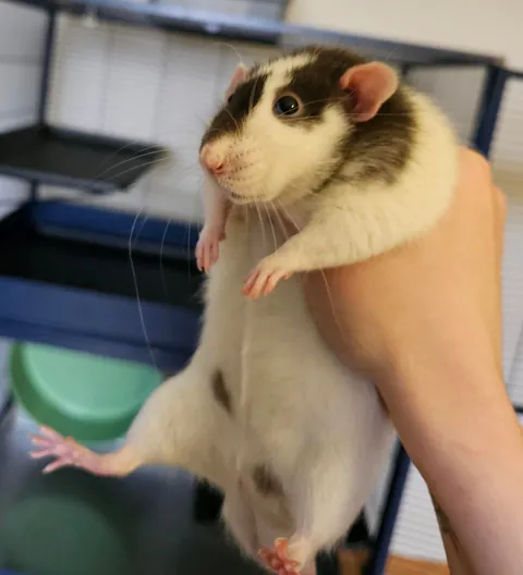 Pepe has 1 extremely long whisker