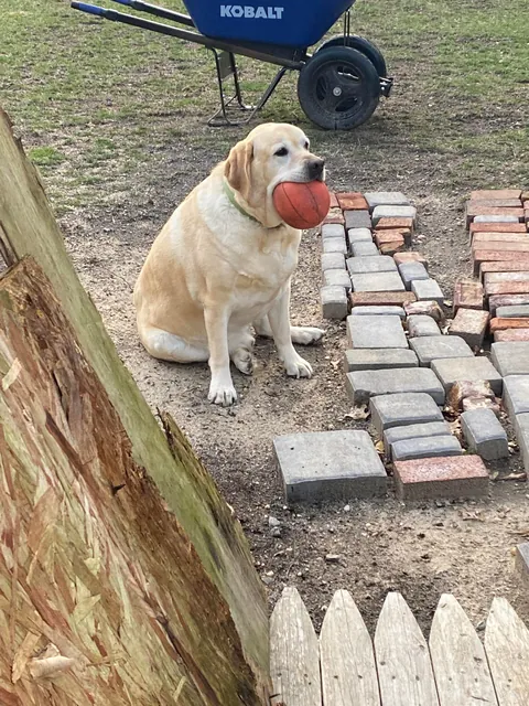 My neighbor's dog loves his ball