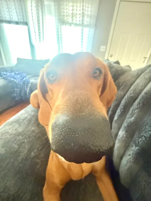 Boop the Bambi 👆🏻