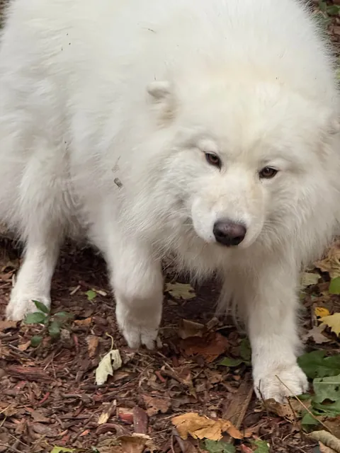 The face one makes when they are caught digging holes and are called a bad girl (no regrats)